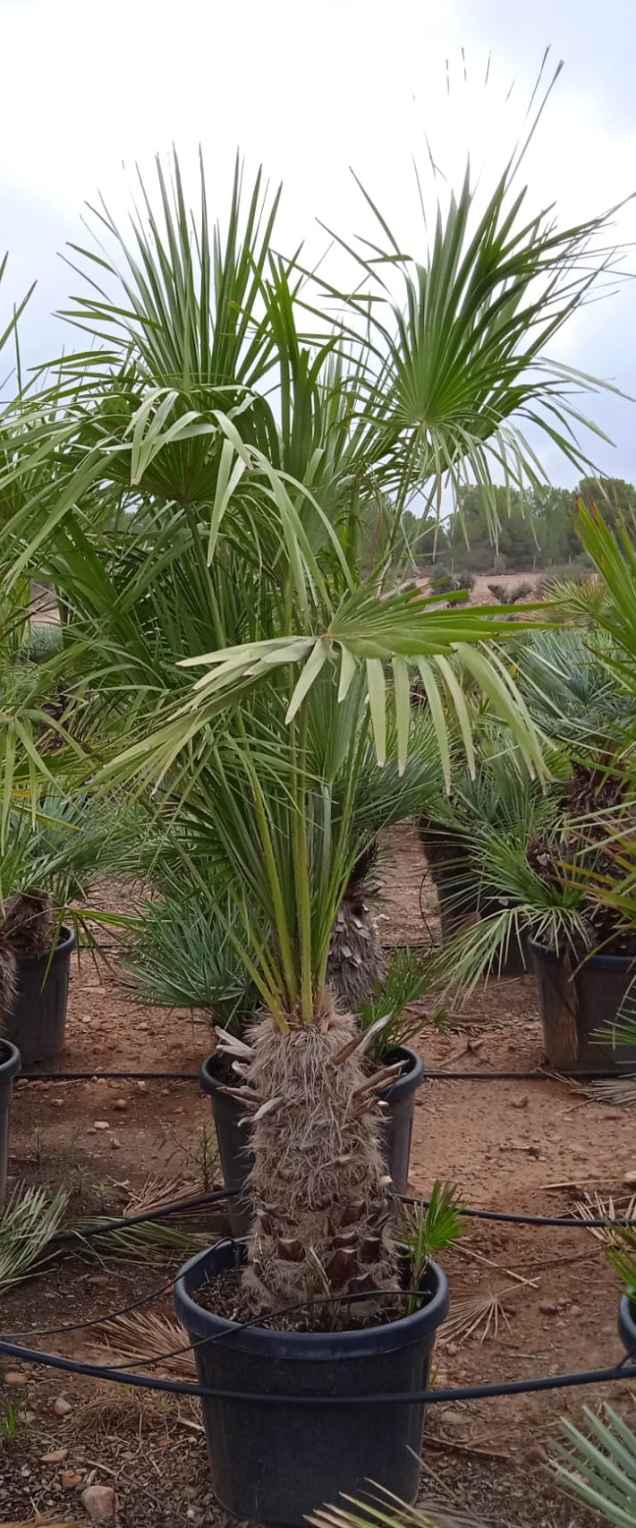 Chamaerops humilis